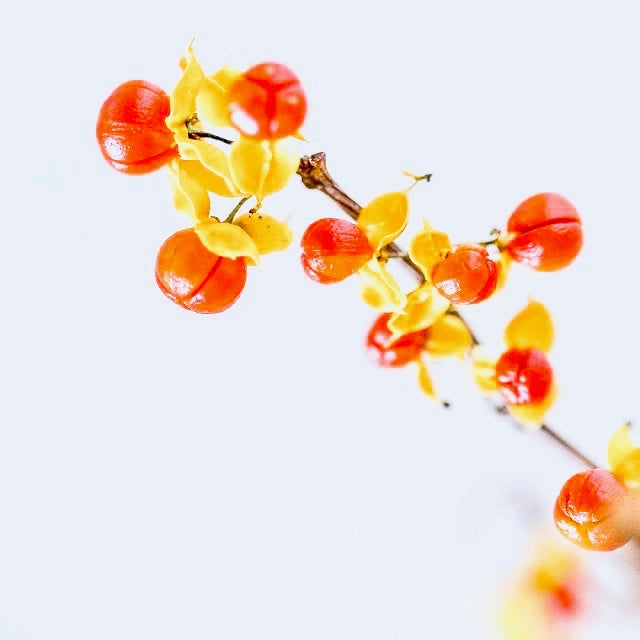 Holiday Specials: Week 2